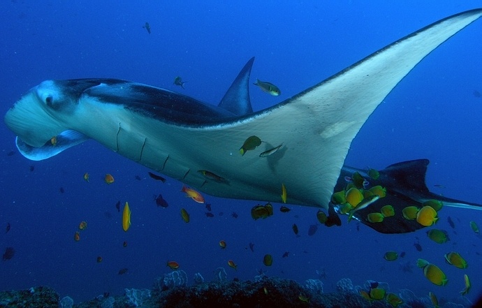 Gallery manta
