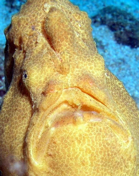 Face