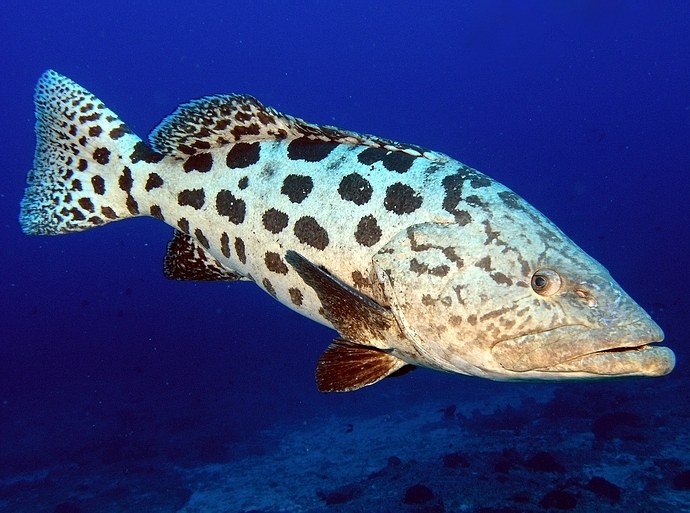 Tukula