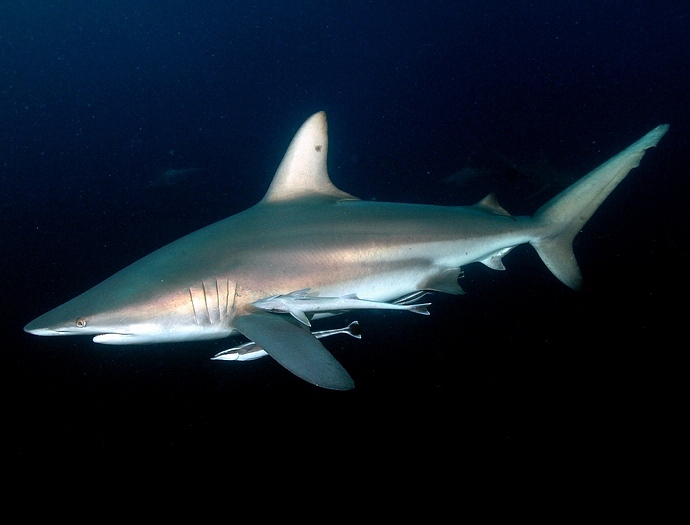 Blacktip