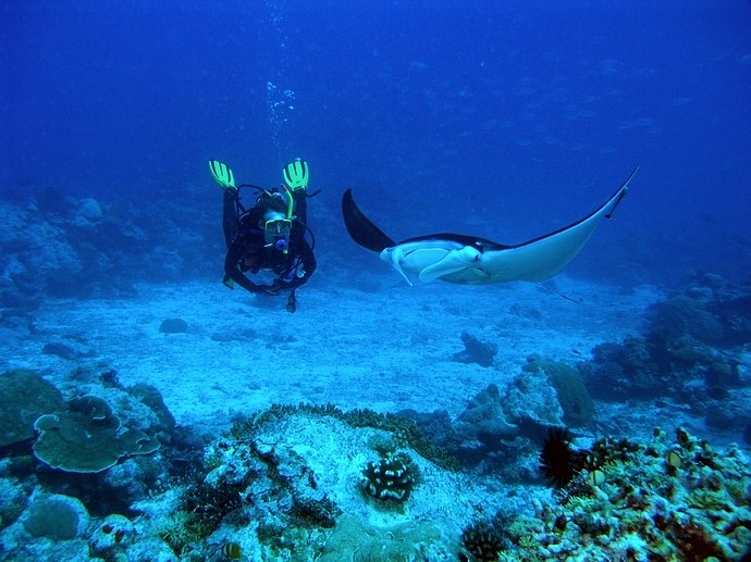 Palau buddy system