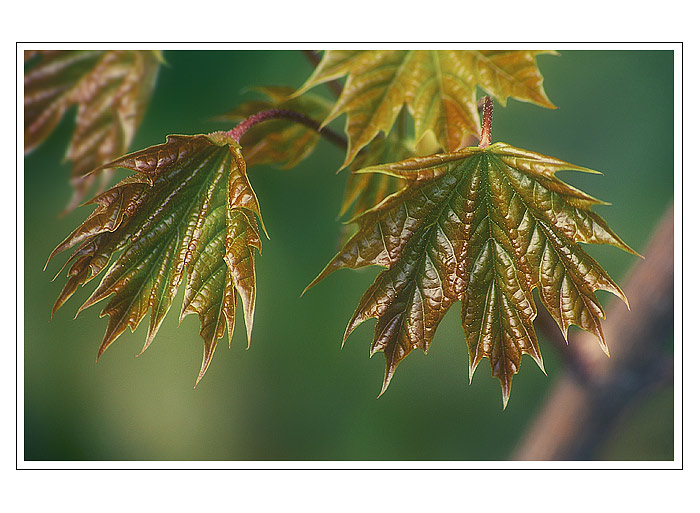  - Leaves I -