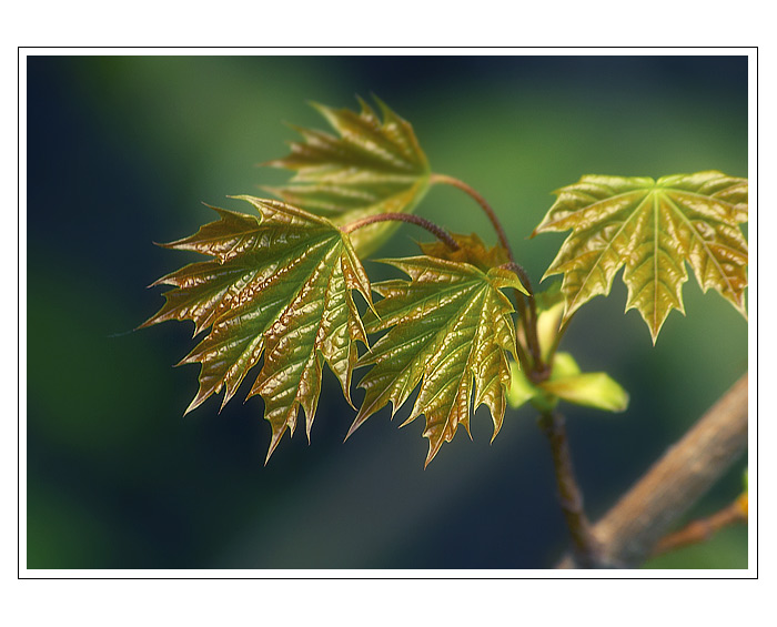  - Leaves II -