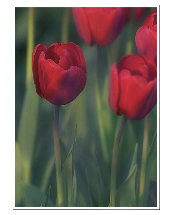 -Tulip-