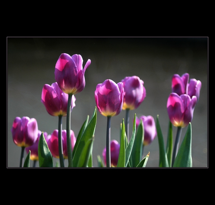 ... u nás kvetou...