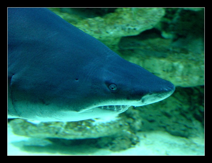 zralok