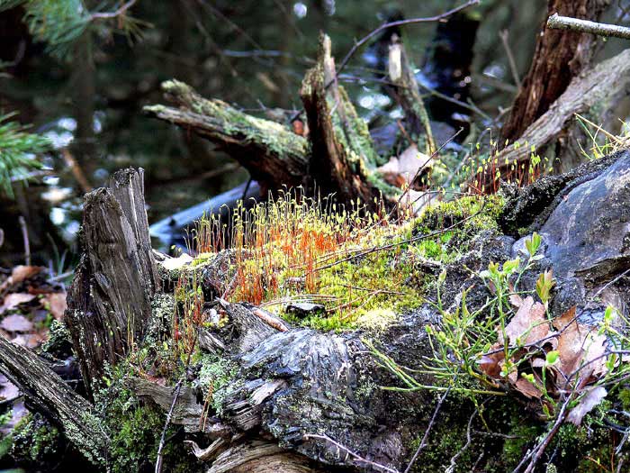 Zahrádka víly Amálky