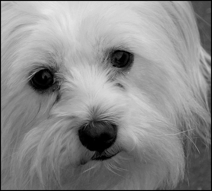 Fifi II