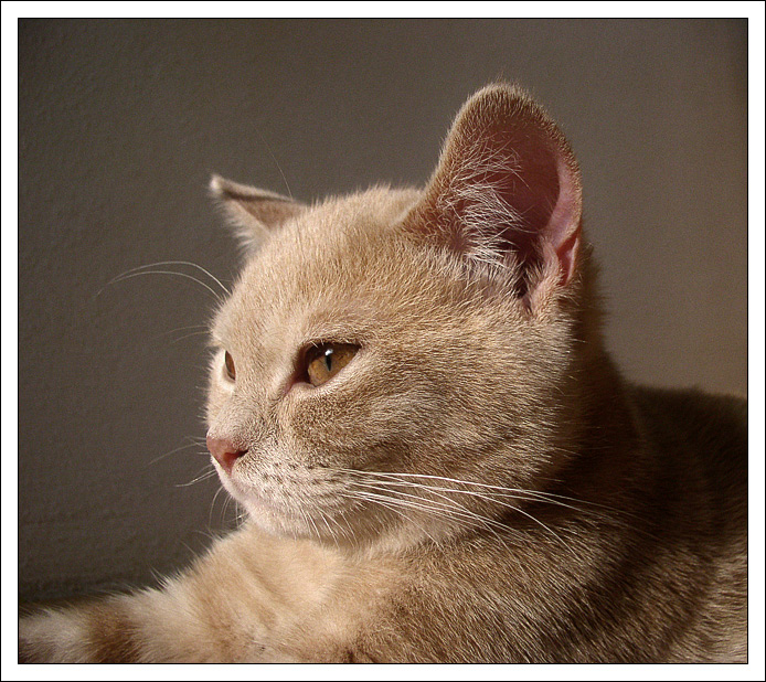 Portrét kocoura v jinošských letech