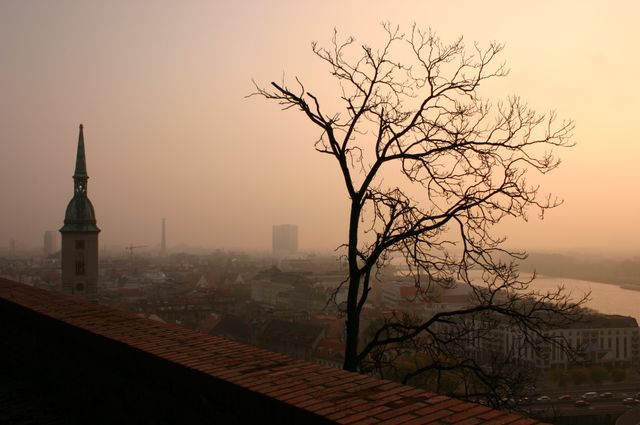 morning glory