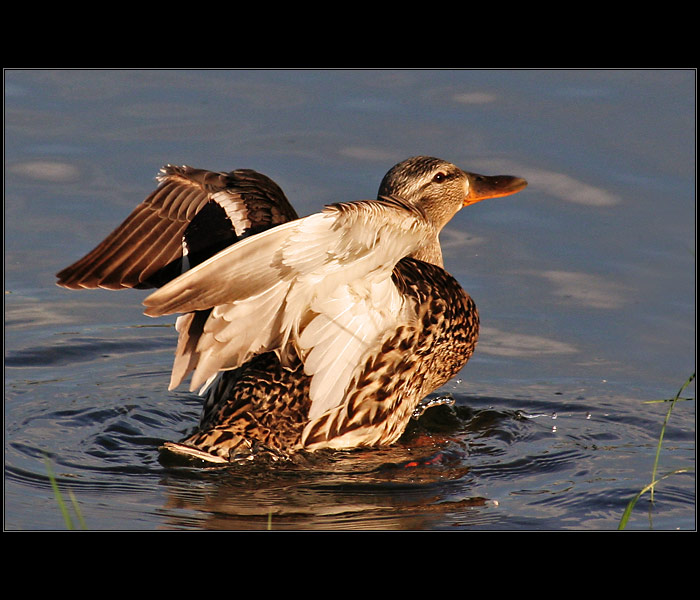 Podvečerný kúpeľ