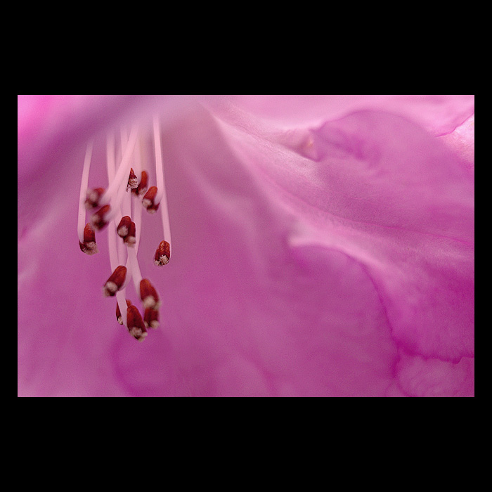 Rododendron
