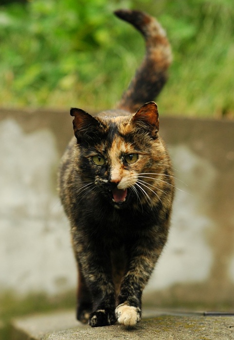 crouchin\' tiger