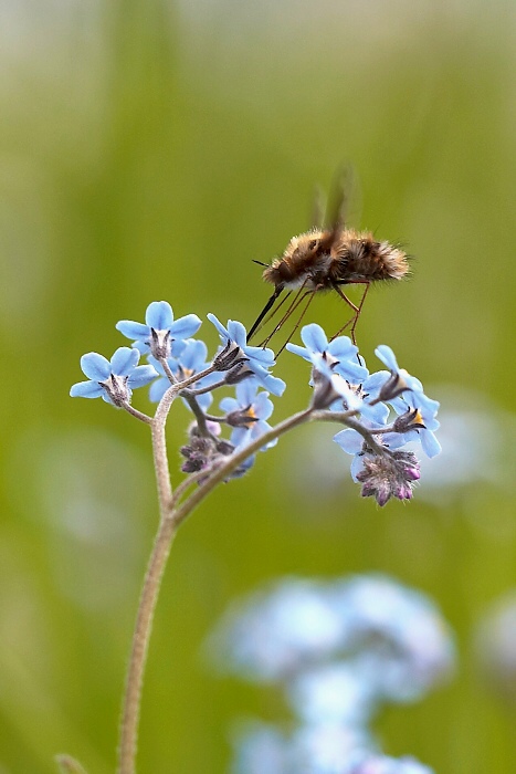 Bombylius major