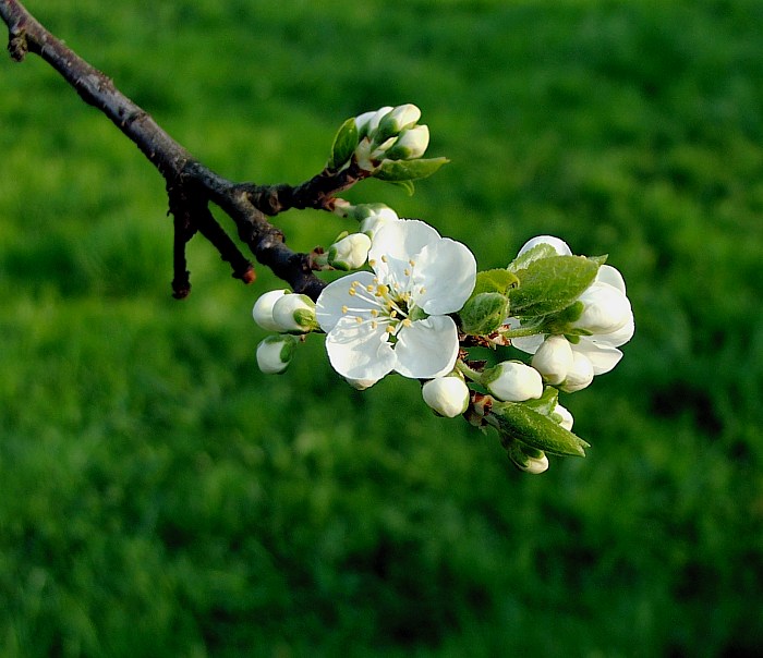 ...jeden z prvních jarních kvítků...