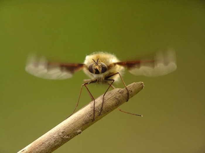 viděla sem a mizím