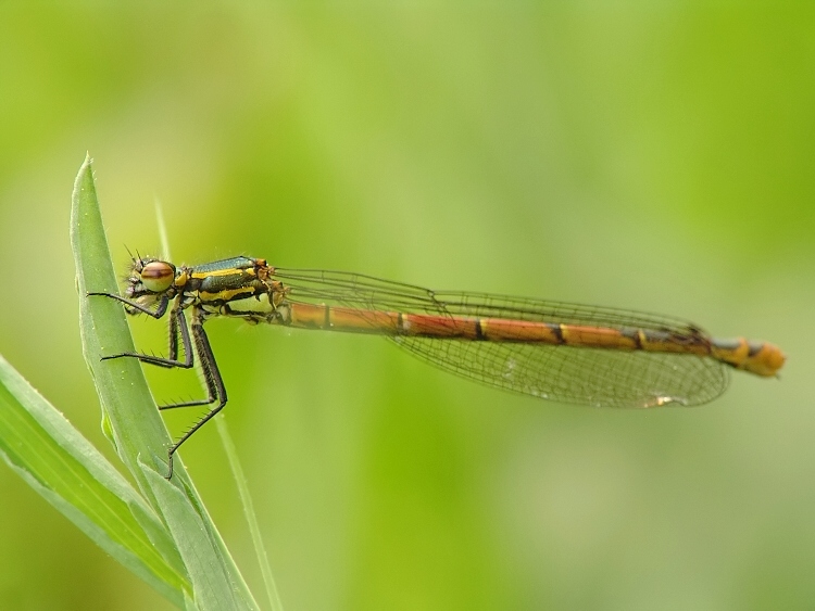 Šidélko ruměné (Pyrrhosoma nymphula)