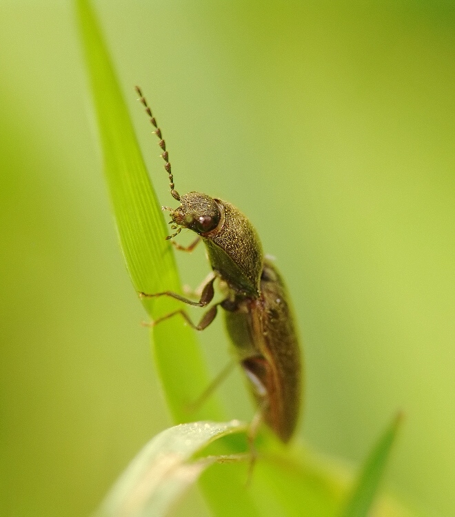 Kovařík narudlý ( Athous haemorrhoidalis )