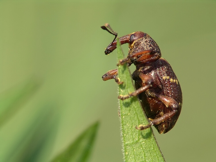 Klikoroh devětsilový ( Liparus glabrirostris )