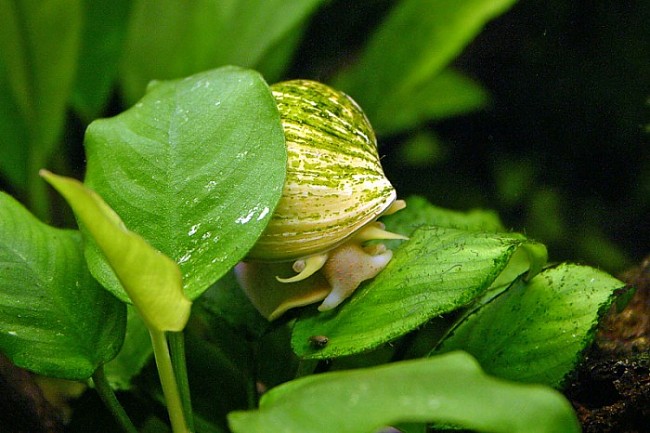 Lezu nebo plavu, kdo uhodne to z davu?