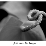 Fata Morgana