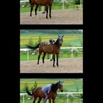 ***jak přelézt koně***