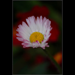 Growing from a dark