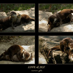 LOVE & SEX