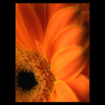  - gerbera -