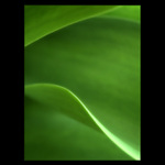 - tulip -