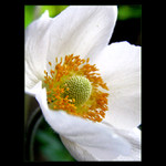  - flower -