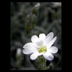  - flower II. -