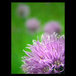  - flower III. -