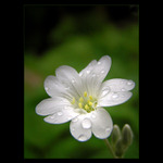  - flower IV. -