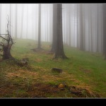 pařezofka - mlhofka