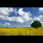 Sám v řepkovém poli