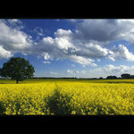 Sám v řepkovém poli I.