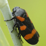 Pěnodějka červená