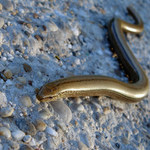 Blindworm