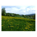 Království pampelišek