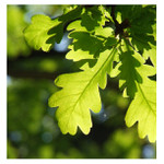 Pro jednoho dubomila :-)