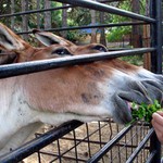 Zeby dve hlavy ale jedno telo? :-)