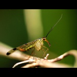 Čudný chalanisko...