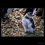 Isla Magdalena - Chile