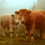 hovedzie svoj osud netusiace