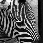 Smutná zebra...