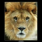 * z očí do očí *