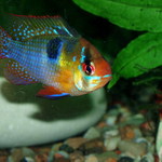 Cichlidka Ramirezova