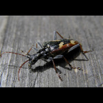 * Snad mě nevidí :o) *