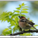 Zpívající pěnkava